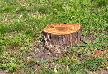 Büyük bir ağaç kütüğü çimenli bir alanda oturur. Kütük çimen ve toprakla çevrilidir ve manzaranın doğal bir parçasıdır. Sükunet ve huzur kavramı