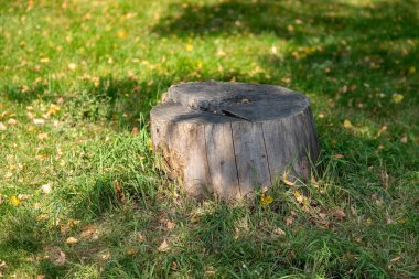 Büyük bir ağaç kütüğü çimenli bir alanda oturur. Kütük çimen ve yapraklarla çevrili, doğal ve huzurlu bir görünüm veriyor. Huzur ve doğa ile uyum kavramı