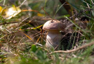 Çimlerin üzerinde bir mantar oturuyor. Mantar kahverengi ve beyazdır. Çimenler yeşil ve mantarlar onunla çevrili.