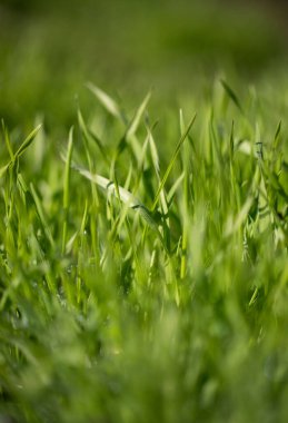 Yeşil çimen tarlasına yakın çekim. Çimenler yemyeşil ve canlı, topraktan sarkan çimenler var. Tazelik ve canlılığın yanı sıra doğanın güzelliği kavramı.