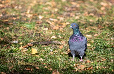 Bir tarladaki çimlerin üzerinde bir güvercin duruyor. Kuş gökyüzüne bakıyor.
