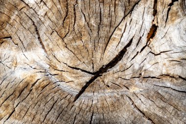 Görüntü, içinden büyük bir yarığın geçtiği bir ağaç gövdesine ait. Çatlaklar derin ve geniştir ve gövdenin merkezindedir. Sandık eski ve yıpranmış.