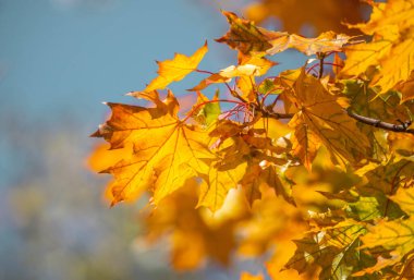 Bir ağaç dalı sarı yapraklarla doludur. Yapraklar parlak ve canlı, sıcaklık ve enerji hissi yaratıyor. Görüntü, yaprakların renk değiştirdiği sonbaharı anımsatıyor.