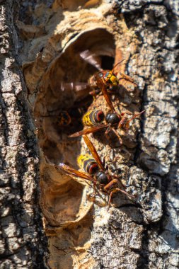 Üç sarı ve siyah eşekarısı bir ağaç dalında. Eşek arıları etrafta uçuyor ve onlardan biri ağaçtaki bir delikte.