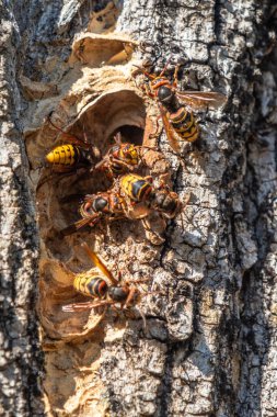 Bir ağaç gövdesinde bir grup sarı ve siyah arı görülüyor. Arılar bir araya toplanmış ve bir kovandaymış gibi görünüyorlar.