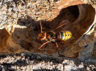 Bir ağaç gövdesinde sarı ve siyah bir eşekarısı duruyor. Eşek arısı ağaç gövdesinde bir delikle çevrili.