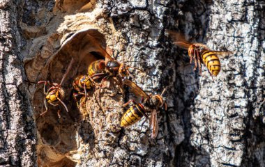Üç sarı ve siyah eşekarısı bir ağaç gövdesinin etrafında uçuyor. Eşek arıları bir kovandalar ve kovanın etrafında uçuyorlar.