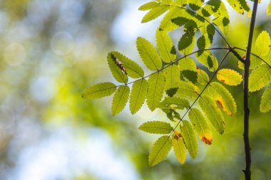 Yaprakları yeşil ve sarı olan yapraklı bir ağaç dalı. Yapraklar güneşte ve ışık onların üzerinde parlıyor.