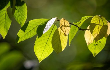 Yeşil yaprakları ve sarı yaprakları olan yapraklı bir dal. Yapraklar güneşte ve güneş üstlerinde parlıyor.