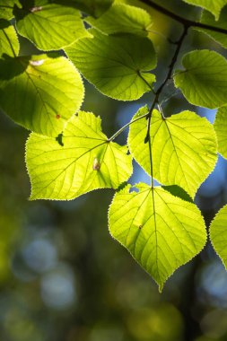 Yaprakları yeşil ve parlak olan yapraklı bir ağaç dalı. Yapraklar gün ışığında, ve ışık onların üzerinde parlıyor, onları parlak ve canlı gösteriyor.