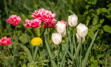 Flowers tulips in green grass, spring nature.