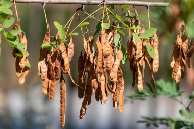 Ağaçtan sarkan kurumuş kapsüller. Kapsüller kahverengi ve hafif bulanık görünüyor.