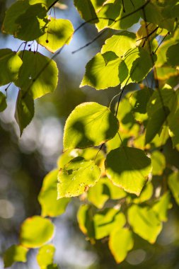 Yaprakları yeşil ve üzerinde gölgesi olan yapraklı bir ağaç. Yapraklar güneşte, gölgeler yerde.