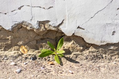 Beton duvardaki bir çatlaktan küçük bir bitki çıkıyor. Bitki yeşil ve o sert çevreye rağmen gelişiyor. Bitki büyüyebildiği için direnç ve umut kavramı.
