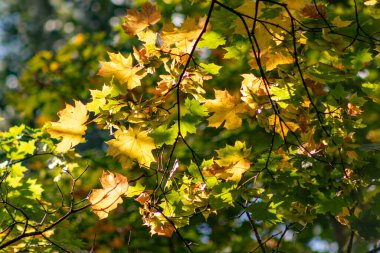 Yaprakları sarı ve yeşil olan bir ağaç güneştedir. Yapraklar ağacın dört bir yanına dağılmış, bazıları dallarına ve diğerleri de gövdesine. Güneş yaprakların arasından parlıyor.
