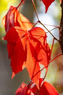 Bir ağaç dalında kırmızı bir yaprak sallanıyor. Yaprak gölgede ve güneş ışığı üzerine gölge düşürüyor.
