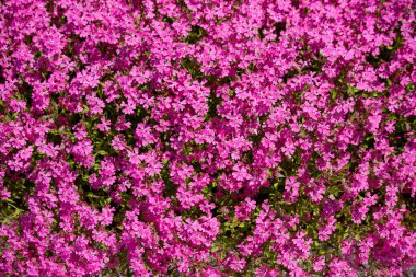 Pembe çiçek tarlasına yakın çekim. Çiçekler tam çiçeklenmiştir ve bir derinlik ve doku hissi yaratacak şekilde düzenlenmişlerdir. Sahne dinginlik ve güzelliktir.