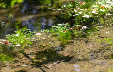 Yüzeyinde yeşil bitkiler ve yapraklar yüzen bir gölet. Su bulanık ve bitkiler suda büyüyor.