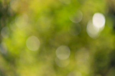 Görüntü bulanık yeşil bir arkaplan ve birkaç yeşil yaprak. Arkaplan yeşille dolu ve yapraklar görüntünün her tarafına saçılmış. Sahne sakin ve huzurlu, yapraklar gibi.