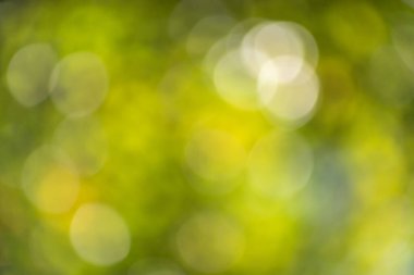 Görüntü bulanık yeşil bir zemin ve etrafa dağılmış birkaç daire. Daireler farklı boyutlarda ve birbiriyle çakışıyor gibi görünüyor. Sahne biraz kaotik ve düzensiz.