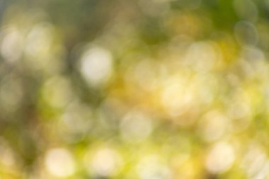 Görüntü bulanık, sarımsı yeşil bir zemin ve etrafa saçılmış birkaç beyaz daire. Çemberler farklı boyutlarda ve birbiriyle çakışıyor gibi görünüyor.