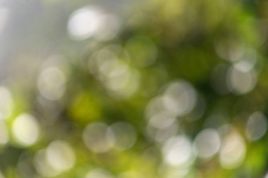 Görüntü bulanık yeşil bir arkaplan ve birkaç yeşil yaprak. Arka plan bulanık, bu da hareket ve derinlik hissi veriyor. Yapraklar görüntünün her tarafına dağılmış.