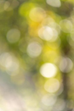 Görüntü, yeşil yapraklı bir ağacın bulanık ve soyut bir resmi. Bulanık etki hareket ve enerji izlenimi verir. Yeşil yapraklar ise bir yaşam hissi ekler.