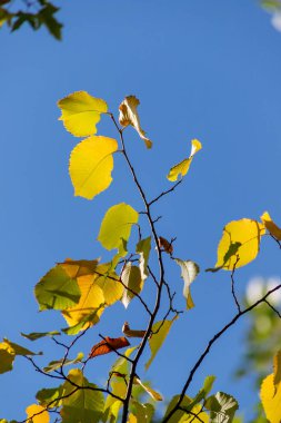 Gökyüzünde sarı yapraklı bir ağaç var. Yapraklar parlak ve gökyüzü berrak.