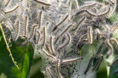 Bir grup tırtıl yaprağın üzerinde sürünüyor. Tırtıllar tüylü beyaz bir maddeyle kaplıdır.