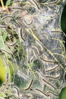 Bir grup tırtıl yaprağın üzerinde sürünüyor. Tırtıllar gelişimin çeşitli aşamalarında bazıları diğerlerinden daha büyük ve daha olgundur. Büyüme ve dönüşüm kavramı