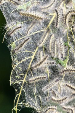 Üzerinde tırtıllar olan bir yaprak. Tırtıllar yaprağın üzerinde sürünüyor.