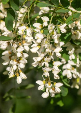 Beyaz çiçekli bir ağaç tam çiçeklenmiştir. Çiçekler küçük ve bir araya toplanmış. Ağaç, sahneye biraz renk katan yeşil yapraklarla çevrilidir.