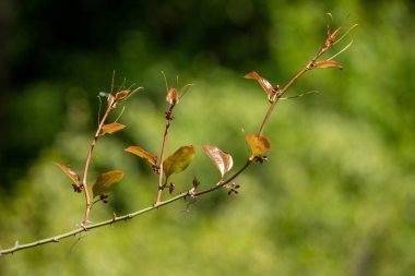 Üzerinde birkaç kahverengi yaprak olan yapraklı bir dal. Dal gölgede.