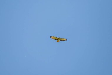 Mavi gökyüzünün üzerinde bir kuş uçuyor. Kuş sarı ve siyahtır. Gökyüzü açık ve parlak