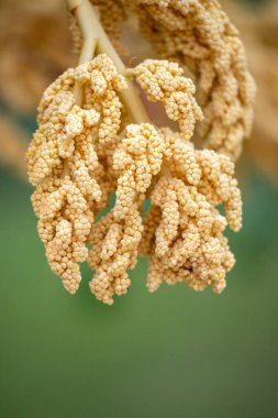 Trachycarpus fortunei, fruit seeds, palm oil, palm trunk in nature.