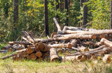 Ormanda bir odun yığını. Kütükler bölgeye dağılmış, doğal ve kırsal bir atmosfer yaratıyorlar. Arka plandaki ağaçlar derinlik ve ölçek hissi veriyor.