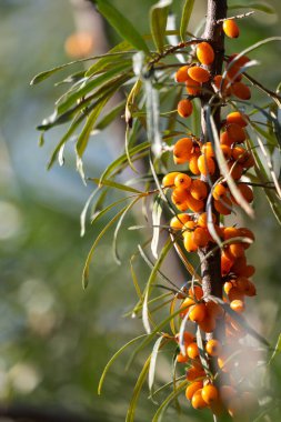 Üzerinde bir sürü portakal meyvesi olan bir ağaç. Ağaç yeşil yapraklarla çevrilidir. Resmin huzurlu ve huzurlu bir havası var.