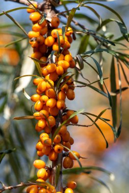 Üzerinde bir sürü portakal meyvesi olan bir ağaç. Meyveleri pek azdır, devşirilmiştir. Ağaç yeşil yapraklarla çevrili ve arka planda gökyüzü mavi.