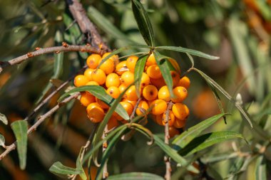 Ağaçta bir demet portakal meyvesi asılı. Böğürtlenler küçük ve yuvarlaktır ve bir araya toplanmışlardır. Ağaç yeşildir ve yayılmış yaprakları vardır. Huzurlu bir görüntü var.