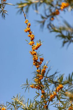 Üzerinde bir sürü portakal meyvesi olan bir ağaç. Gökyüzü mavi ve berrak. Ağaç uzundur ve birçok dalları vardır.