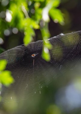 Bir örümcek ağı ortada bir örümcekle gösterilir. Örümcek küçük ve kahverengidir. Ağ çok karmaşıktır ve birçok ipliğe sahiptir. Örümcek kameraya bakıyor.