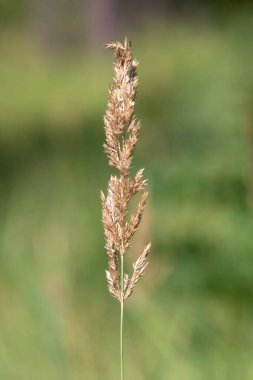 Kahverengi uçlu uzun, kuru bir ot sapı. Çimler yeşil bir alanda duruyor. Çimenler solmuş ve kahverengileşmiş gibi görünürken, kuraklık ve ıssızlık kavramı