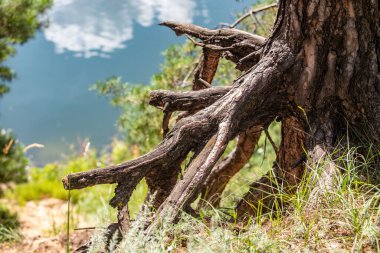 Bir ağaç kökü bir su kütlesinin yanında yerden çıkıyor. Su ve ağaç kökü bir sakinlik hissi yaratırken, bu görüntünün huzurlu ve huzurlu bir havası var.