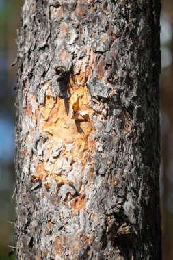 İçinde büyük bir delik olan bir ağaç gövdesi. Delik bir ağaç kabuğu halkasıyla çevrili.
