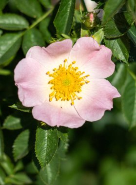 Ön planda sarı merkezli pembe bir çiçek var. Çiçek yeşil yapraklarla çevrilidir. Çiçek, görüntünün ana odak noktasıdır ve güzel ve narin bir çiçektir.