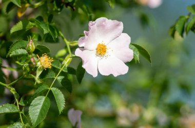 Sarı merkezli beyaz bir çiçek yeşil bir çalılığın önündedir. Çiçek yeşil yapraklar ve dallarla çevrilidir. Doğal güzellik ve sükunet kavramı