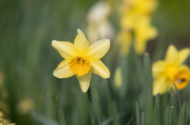 Narcissus, bulanık yeşil arka planda sarı çiçek.