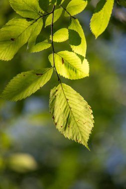 Yakından bir yaprak gösteriliyor, üzerinde güneş ışığı parlıyor. Yaprak yeşil ve üzerinde bazı lekeler var. Huzur ve doğal güzellik kavramı