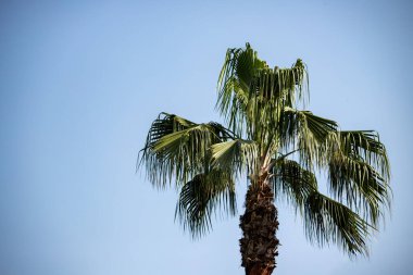 Yeşil palmiye yaprakları mavi gökyüzü.