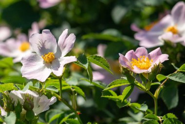 Sarı merkezli bir demet pembe çiçek. Çiçekler bir tarlada ve yeşil yapraklarla çevrili.